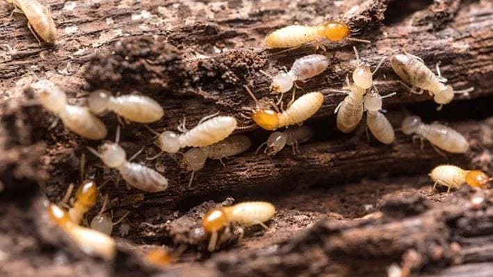 आपण घरात एकादं सामान घेतो तेव्हा ते जास्तीत जास्त टिकावे, हाच विचार आपल्या केंद्रस्थानी असतो. चांगल्या आणि उच्च प्रतीचे सामान घेऊन आपण आवडीने ते घरात आणतो. परंतु घरात असे काही कीटक असतात जे तुमची डोकेदुखी वाढवत असतात. 