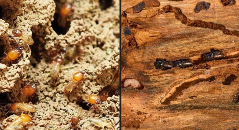 घर स्वच्छ न केल्याने किंवा अन्य एखाद्या कारणामुळे घरात वेगवेगळ्या प्रकारचे कीटक होतात. या किटकांमुळे घरातील सामानाचे खूप नुकसान होते. वाळवी हा तुमच्या घरात आढळणारा असाच एक कीटक आहे. घरात एकदा वाळवी झाली की फार मोठी डोकेदुखी वाढते. 