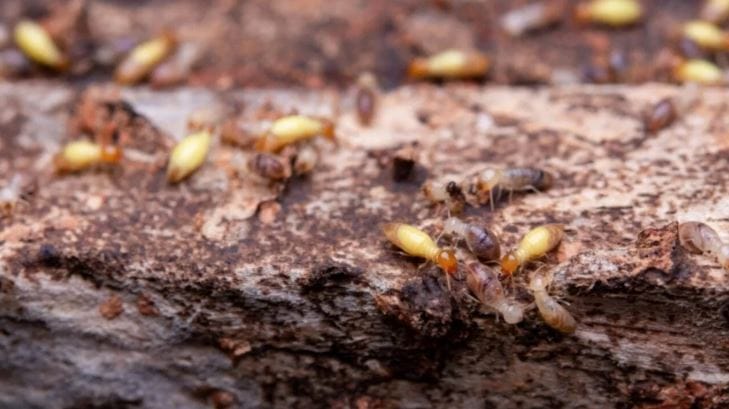 वाळवी हा मुंग्याच्या आकाराचा एक कीटक असतो. तो घरात एकदा झाला की तो लाकडाचे सर्व सामान खराब करून टाकतो. कितीही महागडे लाकडी फर्निचर असो किंवा एखादी लाकडी शोभेची वस्तू असो, त्याला वाळवी लागली के लगेच खराब होते. 