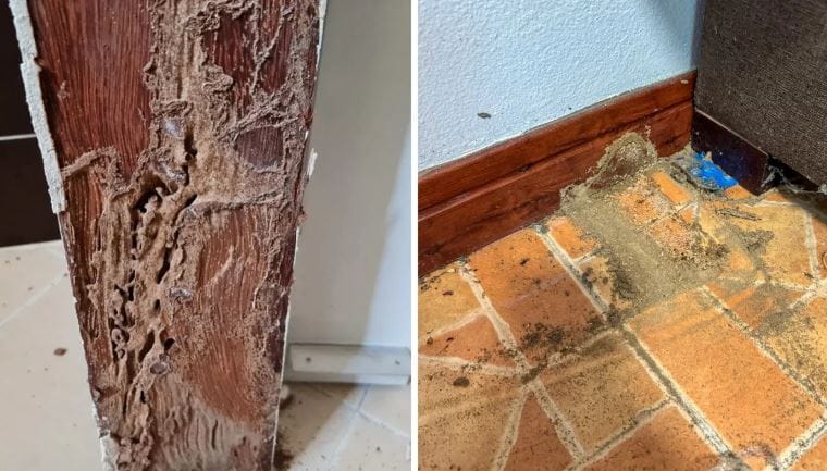 त्यामुळेच सर्वात अगोदर तुमच्या घरात वाळवी होणार नाही, याची काळजी घ्यावी. वाळवी वहोत असल्याचे समजातच लगेच औषध आणून वळवी नष्ट करावी. वाळवी संपवणारी अनेक औषधं आज बाजारात भेटतात. 