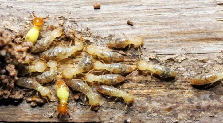 यासह घरात वाळवी हा कीटक होऊ नये यासाठी सामानाची नेहमी सफाई करा. घरातील कोपरे, अडगळीची खोली नेहमी साफ करा. त्यामुळे तुमच्या घरात वाळवी तसेच इतर कीटक होणार नाहीत. तुमच्या सामानाची नासधूस होणार नाही. 