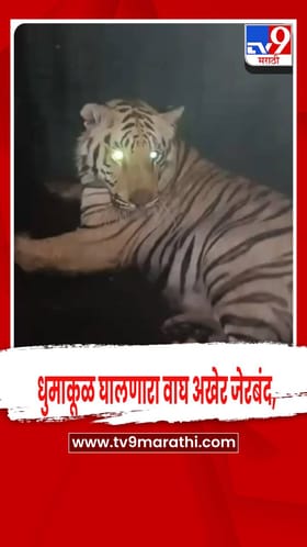 चंद्रपूर :  धुमाकूळ घालणारा वाघ अखेर जेरबंद,नागरिकांनी सुटकेचा निःश्वास टाकला