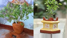 तुळशी जवळ चुकूनही लावू नका हे रोप? आयुष्यात येईल दारिद्र्य.