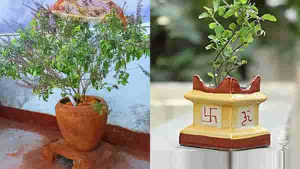 तुळशी जवळ चुकूनही लावू नका हे रोप? आयुष्यात येईल दारिद्र्य