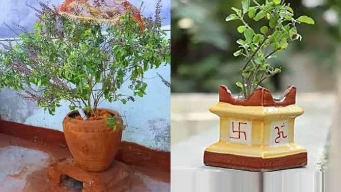 तुळशी जवळ चुकूनही लावू नका हे रोप? आयुष्यात येईल दारिद्र्य