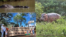 कोलंबियातील 80 पाणघोड्यांचे प्राण वाचवा, अनंत अंबानी यांचं आवाहन; व.