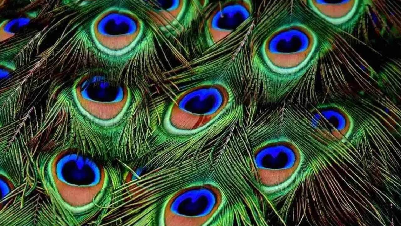 ऑफिस डेस्कवर मोर पंख ठेवणं चांगलं मानलं जातं. यामुळे कामात एकाग्रता वाढते. त्याचा फायदा तुम्ही पाहू शकता. मुलांची अभ्यासात एकाग्रता वाढवण्यासाठी मुलांच्या स्टडी रुममध्ये तुम्ही मोर पंख ठेऊ शकता. पुस्तकात, वहीत मोर पंख ठेवणं शुभ मानलं जातं. 