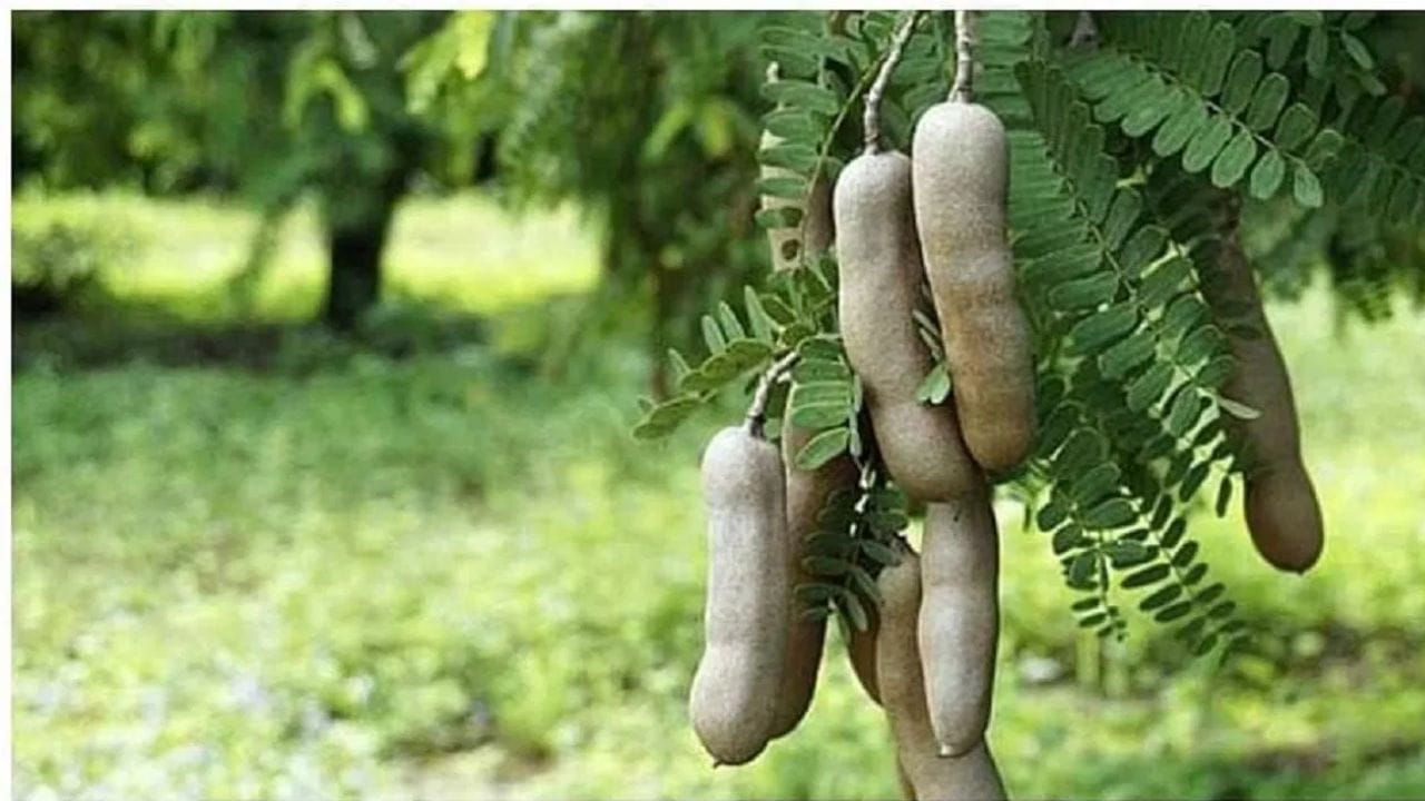 Vastu Shastra : घरात कधीच लावू नका हे तीन झाडं, अन्यथा घरात भांडणं सुरू झालेच समजा Vastu Shastra : घरात कधीच लावू नका हे तीन झाडं, अन्यथा घरात भांडणं सुरू झालेच समजा