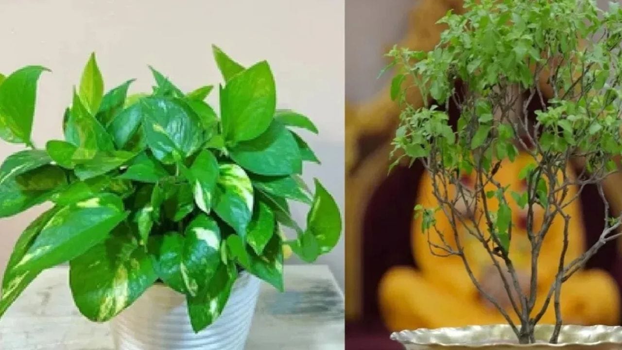 Vastu Shastra : पैशांची 3 झाडं, घरात लावल्यास होईल धनाचा वर्षाव, कर्जातून मिळते झटपट मुक्ती