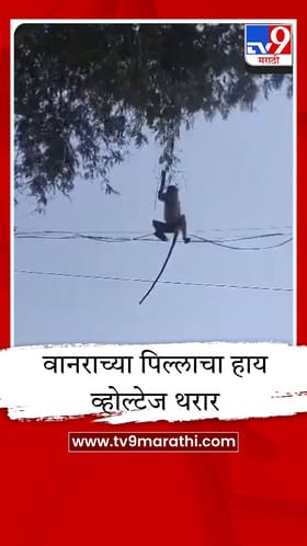 रिसोडमध्ये वानराच्या पिल्लाचा हाय व्होल्टेज थरार, थेट विजेच्या तारेवरून मारली उडी