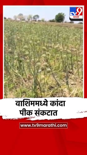 वाशिममध्ये धुळीमुळे कांदा पीक संकटात!