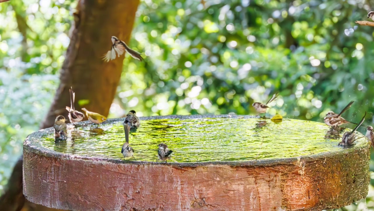 पाण्यासोबतच ज्वारी, बाजरी किंवा तांदूळ यांसारखी धान्ये एका बाजूला ठेवल्यास पक्ष्यांची अन्नाची गरजही पूर्ण होईल. आपल्या संस्कृतीत 'भूतदया' हाच सर्वात मोठा धर्म मानला गेला आहे. या कडक उन्हात एका मटक्यात पाणी ठेवून आपण अनेक मूक जीवांचे प्राण वाचवू शकतो.