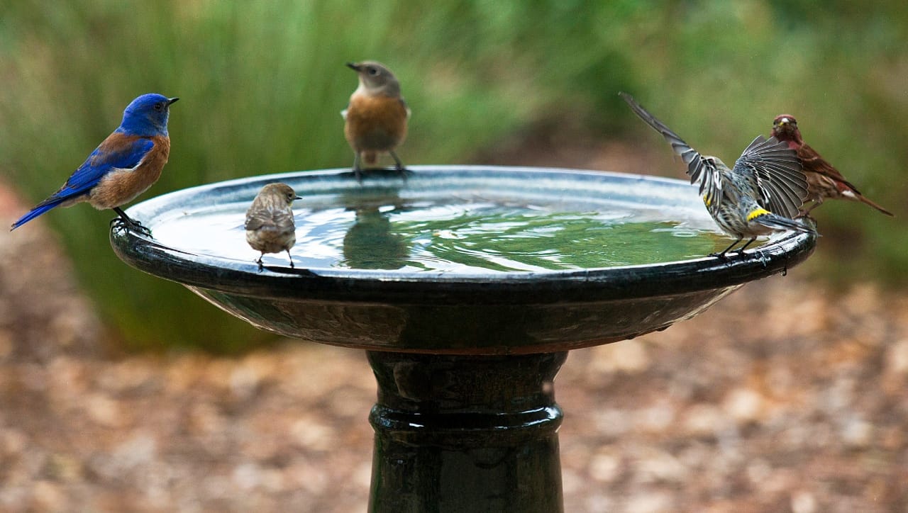 पाण्याचे भांडे अशा ठिकाणी ठेवा जिथे मांजर किंवा इतर प्राण्यांपासून पक्ष्यांना धोका नसेल. सावलीच्या ठिकाणी पाणी ठेवणे अधिक उत्तम. पक्ष्यांच्या भांड्यातील पाणी दररोज बदलावे. अस्वच्छ पाण्यामुळे पक्ष्यांना आजार होऊ शकतात, म्हणून दररोज भांडे घासून स्वच्छ करावे.