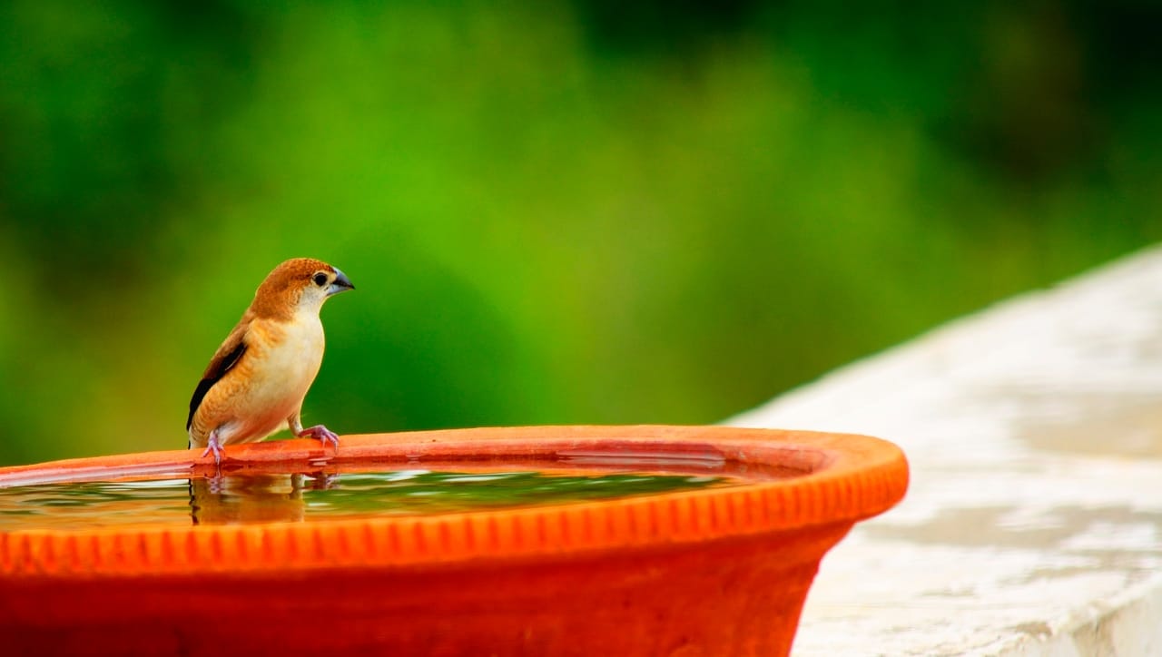 पक्ष्यांना पाणी पाजल्याने घरातील नकारात्मकता दूर होते आणि लक्ष्मीची कृपा प्राप्त होते. यामुळे व्यवसायात प्रगती होते. तसेच नोकरीत येणाऱ्या अडचणी दूर होतात. पक्षांसाठी पाणी ठेवताना काही गोष्टींची काळजी घेणे गरजेचे आहे. पक्ष्यांसाठी शक्यतो मातीचे भांडे वापरावे. मातीच्या भांड्यातील पाणी नैसर्गिकरित्या थंड राहते.