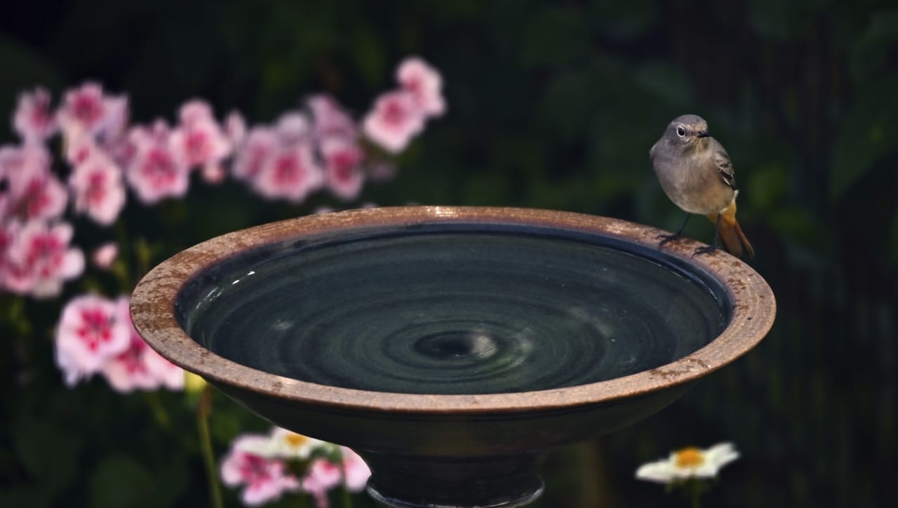 पक्ष्यांना दाणा-पाणी दिल्याने पितृदोषही शांत होतो, अशी धार्मिक मान्यता आहे. जर तुमच्या कामात सतत अडथळे येत असतील, तर पक्ष्यांची सेवा केल्याने भाग्योदय होतो. ज्या घराच्या अंगणात पक्ष्यांचा किलबिलाट असतो, तिथे सकारात्मक ऊर्जा वास करते.