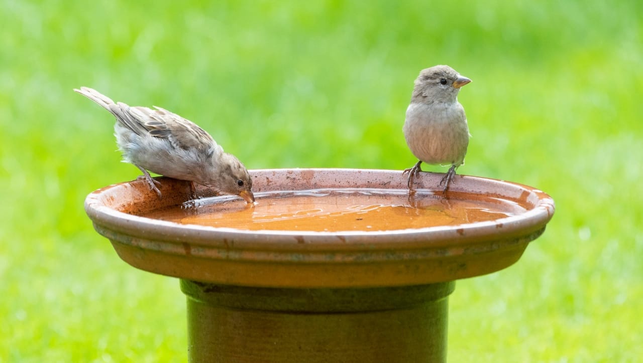 हिंदू धर्म आणि शास्त्रानुसार, उन्हाळ्यात तहानलेल्या पक्ष्यांची तहान भागवणे हे केवळ पुण्याचं काम नसून, त्यामुळे तुमच्या कुंडलीतील अनेक मोठे दोष दूर होऊ शकतात. ज्योतिषशास्त्रानुसार, घराच्या छतावर किंवा बाल्कनीत पक्ष्यांसाठी पाण्याची सोय केल्याने कुंडलीतील शनी, राहू आणि केतू या ग्रहांचे अशुभ प्रभाव कमी होतात.