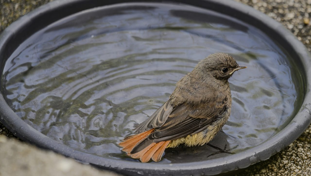 सध्या उन्हाचा पारा प्रचंड वाढला आहे. घामाच्या धारा आणि अंगाची लाहीलाही होत असताना मानवाप्रमाणेच पशू-पक्षांचेही हाल होताना दिसतात. अनेकदा पाण्यासाठी भटकंती करताना पक्षांचे हाल होतात.