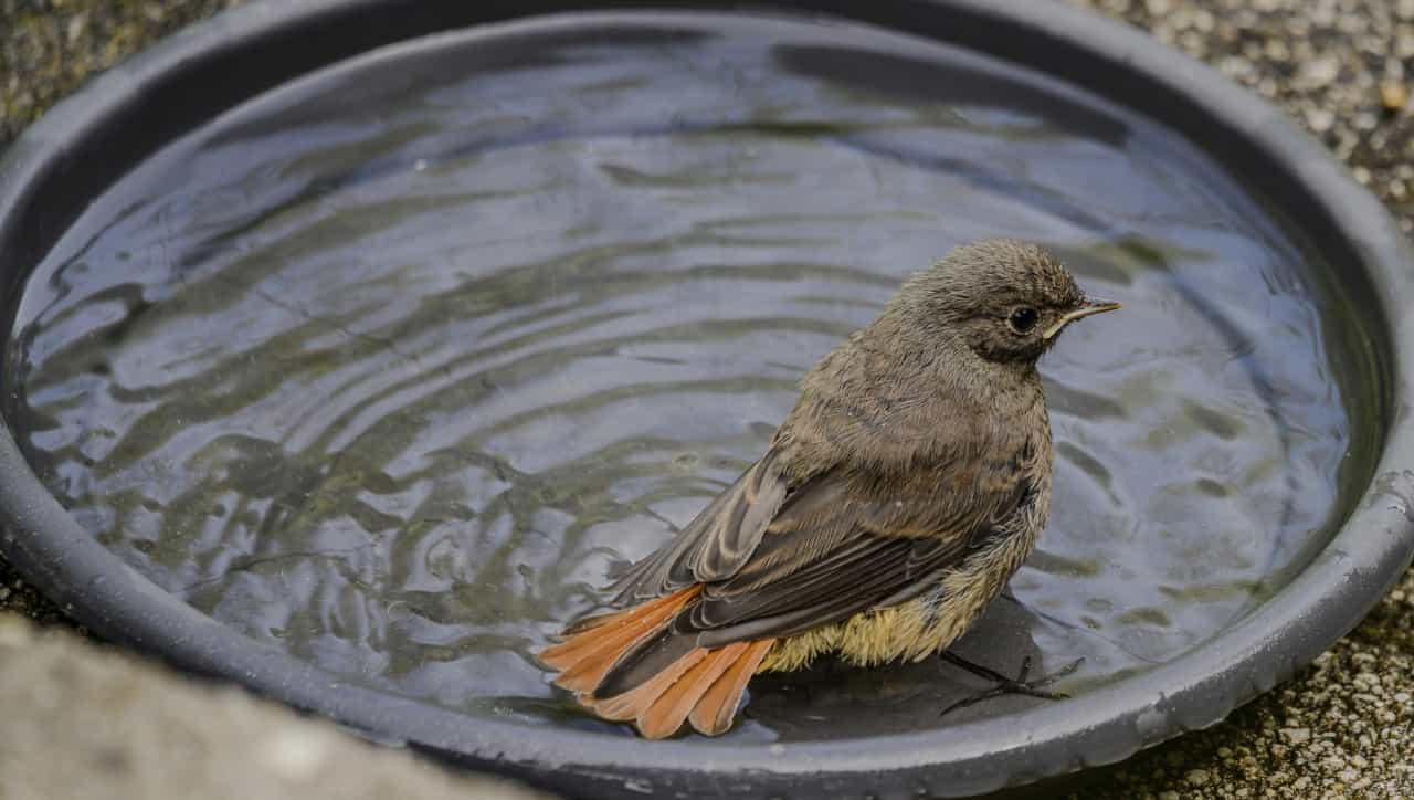सध्या उन्हाचा पारा प्रचंड वाढला आहे. घामाच्या धारा आणि अंगाची लाहीलाही होत असताना मानवाप्रमाणेच पशू-पक्षांचेही हाल होताना दिसतात. अनेकदा पाण्यासाठी भटकंती करताना पक्षांचे हाल होतात.
