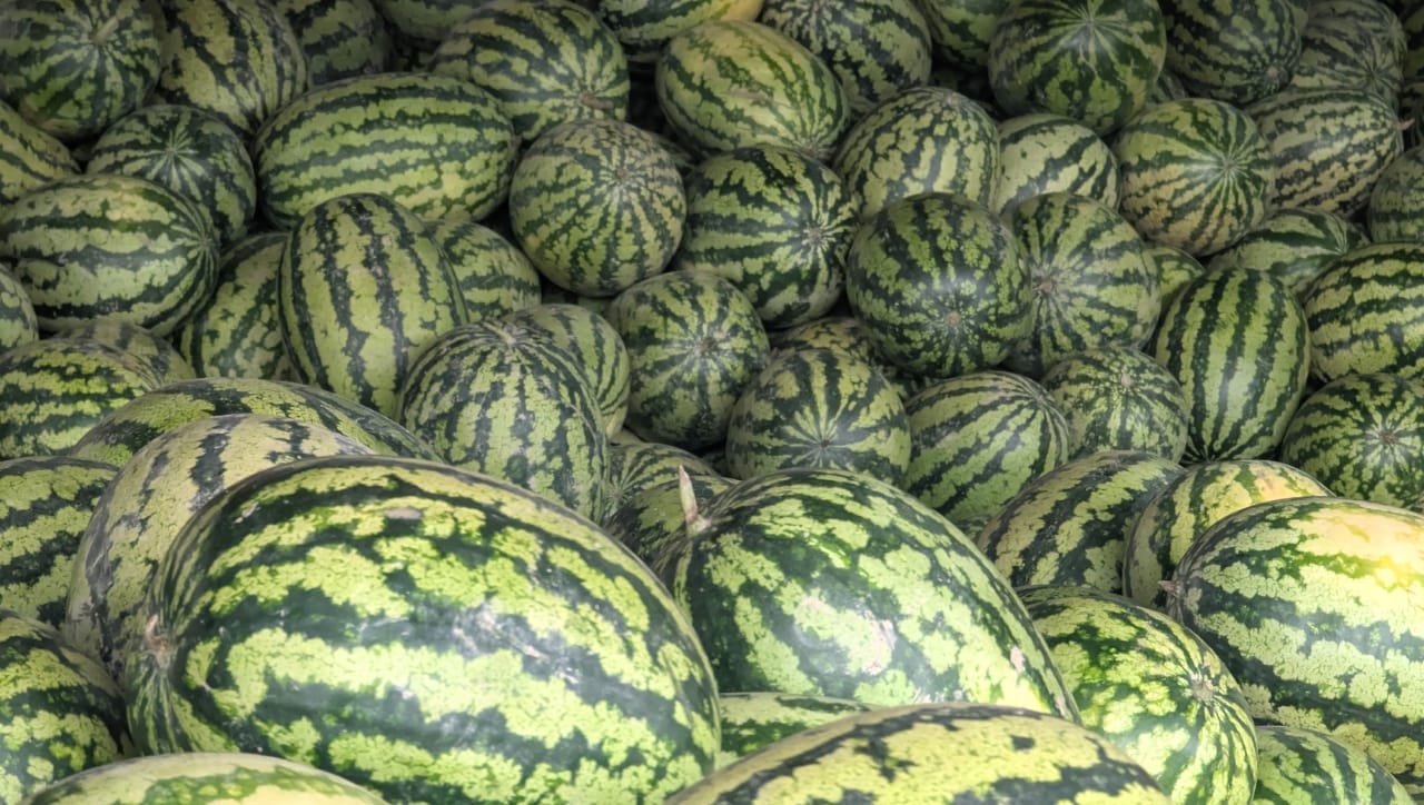 मुंबईतील पायधुनी परिसरात कलिंगड खाल्ल्यानंतर विषबाधा होऊन एकाच कुटुंबातील चार जणांचा मृत्यू झाल्याची धक्कादायक घटना घडली आहे. या घटनेमुळे सर्वत्र खळबळ उडाली आहे.