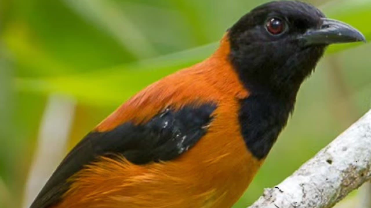 या पक्ष्याच्या त्वचेत, पिसांमध्ये आणि शरीरामध्ये Batrachotoxin नावाचं घातक न्यूरोटॉक्सिन आढळतं. हे इतकं प्रभावी असतं की, ते माणसाच्या मज्जासंस्थेवर थेट परिणाम करतं. यामुळे शरीर सुन्न होतं, पॅरालिसिस किंवा अत्यंत गंभीर परिस्थितीत मृत्यूही होऊ शकतो. 