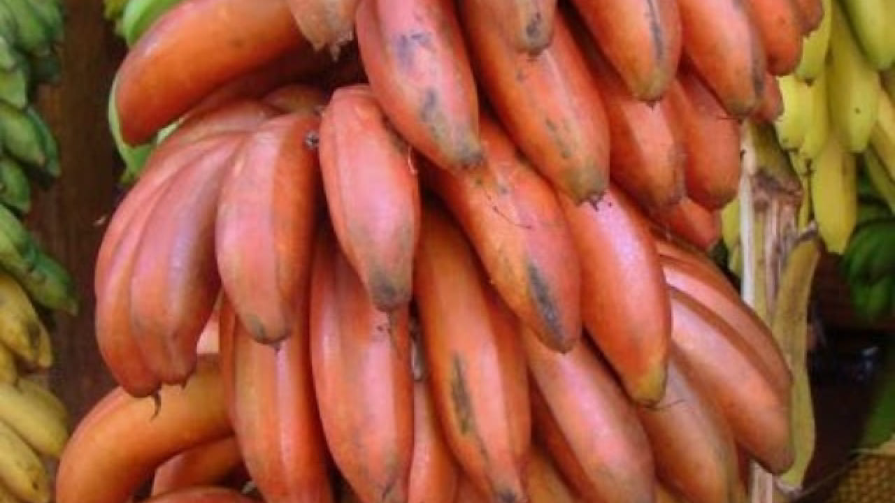 या केळीमध्ये मॅग्नेशियम आणि पोटॅशियम भरपूर प्रमाणात असते, जे रक्तदाब नियंत्रणात ठेवण्यास मदत करते. त्यामुळे हृदयाशी संबंधित आजारांचा धोका कमी होऊ शकतो. तसेच पचनक्रिया सुधारते आणि बद्धकोष्ठतेसारख्या समस्यांपासून आराम मिळतो.