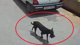 गँग किंवा चोरट्याने नव्हे तर एका डॉगीने एक लाख रुपये पळवले - VIDEO.