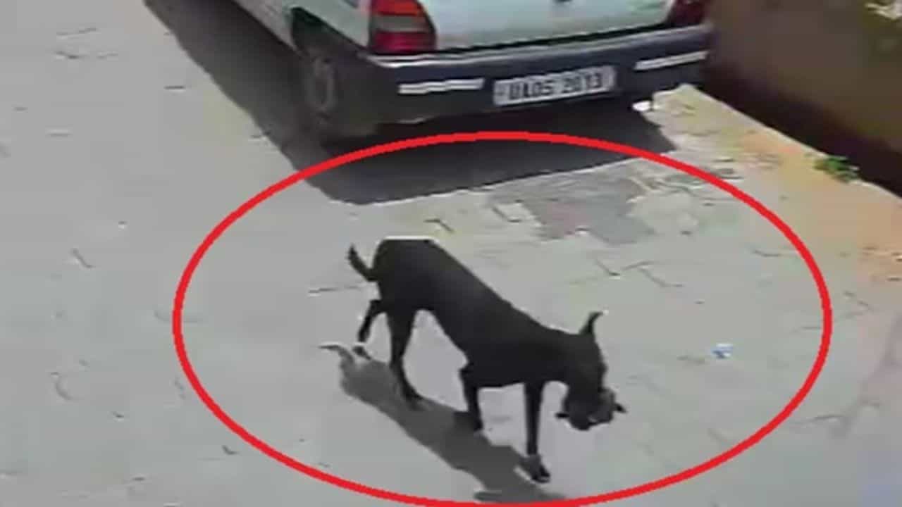 गँग किंवा चोरट्याने नव्हे तर चक्क एका डॉगीने एक लाख रुपये पळवले - VIDEO