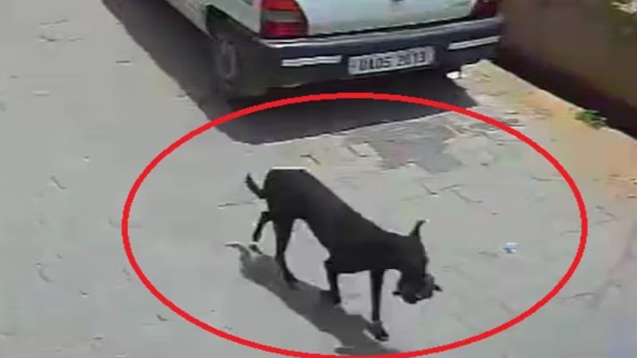 गँग किंवा चोरट्याने नव्हे तर चक्क एका डॉगीने एक लाख रुपये पळवले - VIDEO गँग किंवा चोरट्याने नव्हे तर चक्क एका डॉगीने एक लाख रुपये पळवले - VIDEO