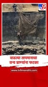 वाढत्या तापमानाचा वन्य प्राण्यांना फटका.