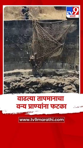 वाढत्या तापमानाचा वन्य प्राण्यांना फटका