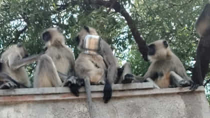 तांब्यात अडकून तडफडणाऱ्या माकडाच्या पिलाची सुखरूप सुटका, Video व्हायरल