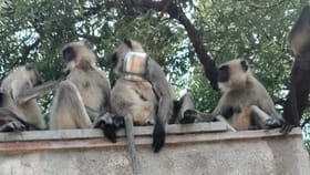 तांब्यात अडकून तडफडणाऱ्या माकडाच्या पिलाची सुखरूप सुटका, Video व्हायरल.