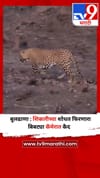 बुलढाणा : शिकारीच्या शोधत फिरणारा बिबट्या कॅमेरात कैद.