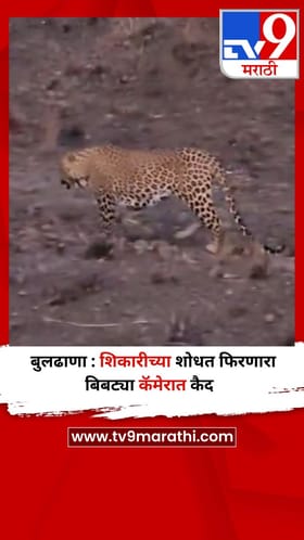 बुलढाणा : शिकारीच्या शोधत फिरणारा बिबट्या कॅमेरात कैद