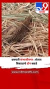 छत्रपती संभाजीनगर : शेतात बिबट्याचे दोन बछडे.