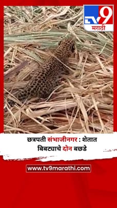 छत्रपती संभाजीनगर : शेतात बिबट्याचे दोन बछडे