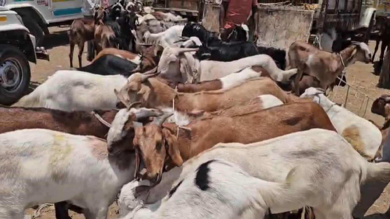 विशेषतः राजस्थान आणि सोलापूर भागातील उंच व वजनदार बोकडांना ग्राहकांकडून मोठी पसंती मिळत आहे. अनेक ग्राहक आधीच बुकिंग करून पसंतीचे बोकड खरेदी करत असल्याचेही चित्र पाहायला मिळत आहे.