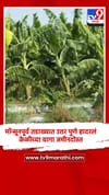 मॉन्सूनपूर्व तडाख्यात उत्तर पुणे हादरलं; केळीच्या बागा जमीनदोस्त.