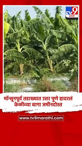 मॉन्सूनपूर्व तडाख्यात उत्तर पुणे हादरलं; केळीच्या बागा जमीनदोस्त
