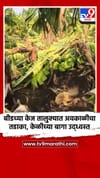 बीडच्या केज तालुक्यात अवकाळीचा तडाका, केळीच्या बागा उद्ध्वस्त.