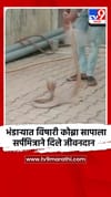 भंडाऱ्याच्या जांभळी परिसरात विषारी कोब्रा सापाला सर्पमित्राने दिले जीवनदान.