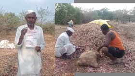 तो ढसाढसा रडला, कांद्याचे 73 पोते विकून मिळाले फक्त....