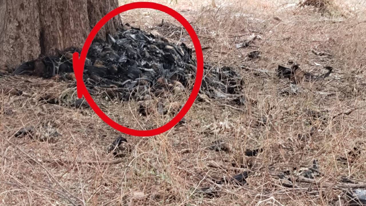 यंदाचा उन्हाळा अत्यंत भयानक! पक्ष्यांच्या जीवावरच उठला, एकाच झाडावरचे 500 वटवघाळांचा मृत्यू यंदाचा उन्हाळा अत्यंत भयानक! पक्ष्यांच्या जीवावरच उठला, एकाच झाडावरचे 500 वटवघाळांचा मृत्यू