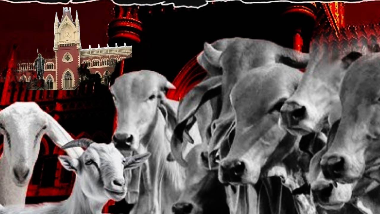 ‘गाईची कुर्बानी हा ईदचा भाग नाही’, कोलकत्ता हायकोर्टाचे महत्त्वपूर्ण निरीक्षण…सुवेंदु सरकारची पहिली प्रतिक्रिया काय?