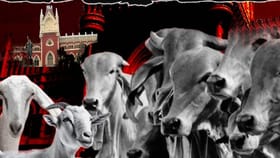 'गोबळी हा ईदचा भाग नाही', कोलकत्ता हायकोर्टाचे महत्त्वपूर्ण निर्णय.