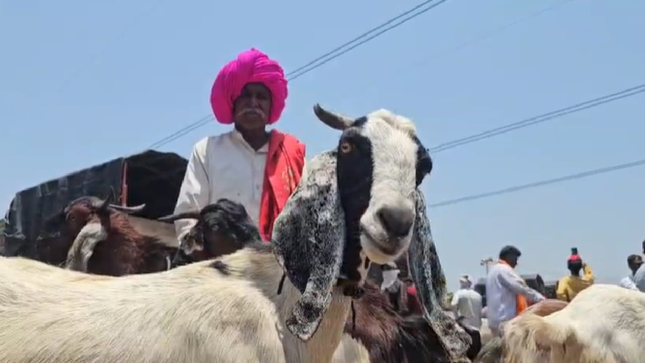 यंदाच्या बाजारात स्थानिक जातींसोबतच राजस्थान, सोलापूर, अहमदनगर आणि इतर भागांतून खास बोकड विक्रीसाठी आणण्यात आले आहेत. विविध रंग, उंची आणि वजनाचे बोकड बाजारात ग्राहकांचे लक्ष वेधून घेत आहेत.