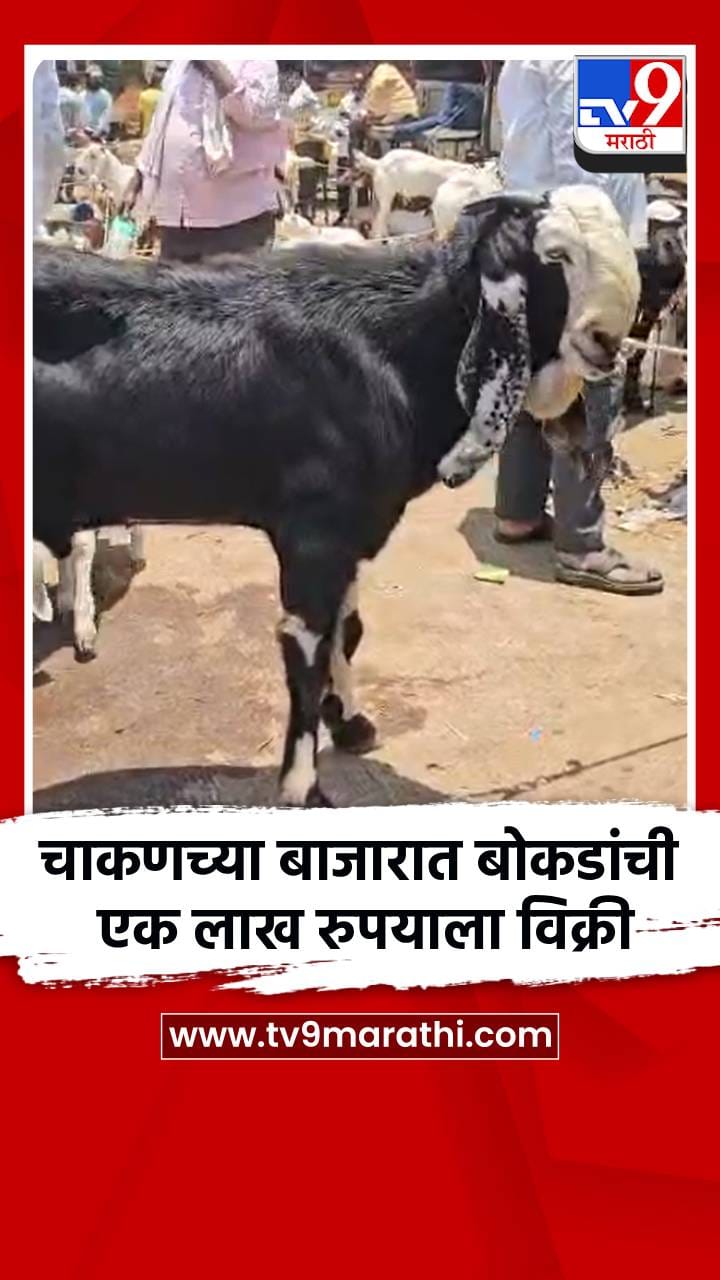 चाकणच्या जनावरांच्या बाजारात बोकडांची एक लाख रुपयाला विक्री