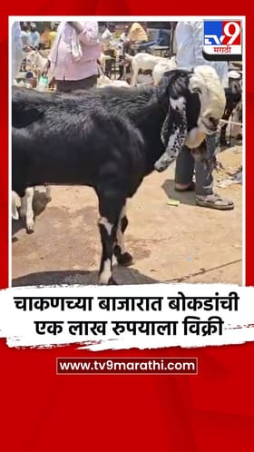 चाकणच्या जनावरांच्या बाजारात बोकडांची एक लाख रुपयाला विक्री