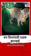 Chandrapur : धरलं एकदाचं, वाघिणीनंतर बछडा वन विभागाकडून जेरबंद.