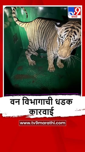 Chandrapur : धरलं एकदाचं, वाघिणीनंतर बछडा वन विभागाकडून जेरबंद